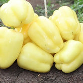 Hectarul - Seminte de Ardei Gras Galben Superior, 5 grame